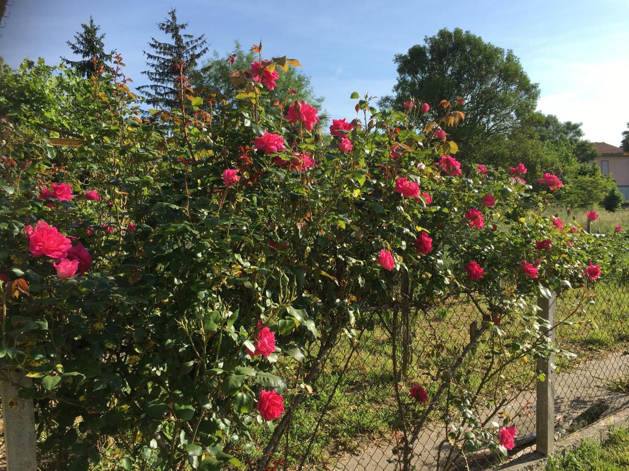 LʼIsle-en-Dodon Chez Christian B&B 외부 사진
